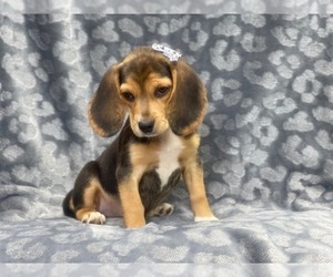 Beagle Puppy for sale in LAKELAND, FL, USA