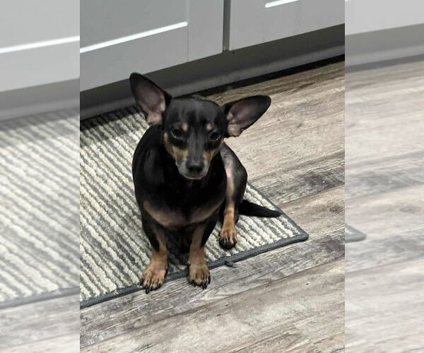 Medium Photo #3 Chiweenie Puppy For Sale in Candler, NC, USA