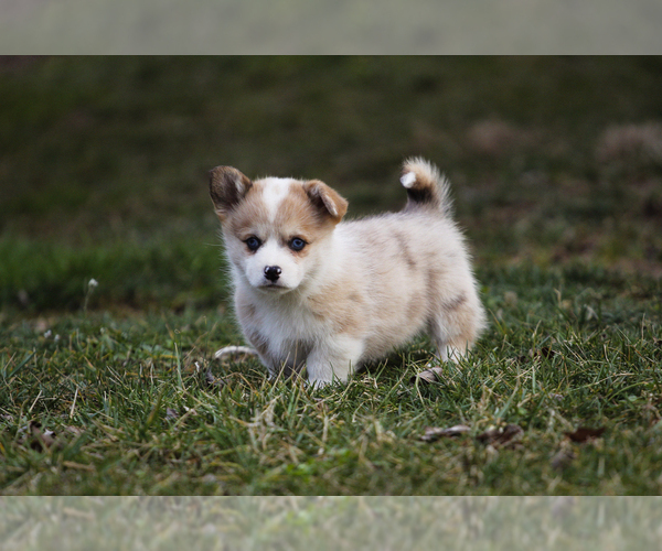 Medium Photo #4 Pembroke Welsh Corgi Puppy For Sale in ELKTON, KY, USA