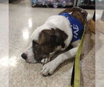 Small #1 American Pit Bull Terrier