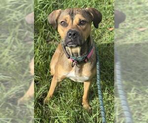 American Staffordshire Terrier-Unknown Mix Dogs for adoption in Fort Lauderdale, FL, USA