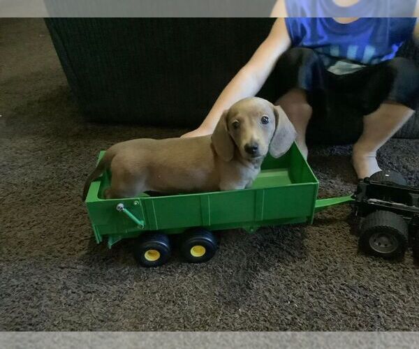 Medium Photo #1 Dachshund Puppy For Sale in SMITHTON, PA, USA