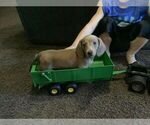 Small Photo #1 Dachshund Puppy For Sale in SMITHTON, PA, USA