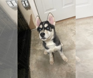 Medium Siberian Husky