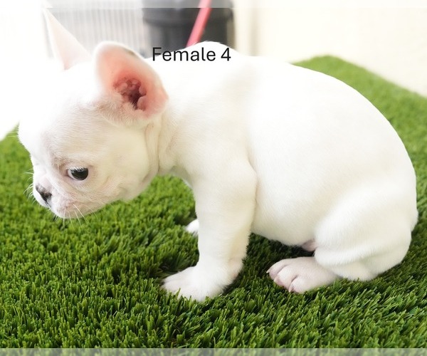 Medium Photo #2 French Bulldog Puppy For Sale in EL CAJON, CA, USA