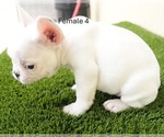 Small #1 French Bulldog