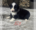 Small Photo #36 Australian Shepherd Puppy For Sale in SALISBURY, NC, USA
