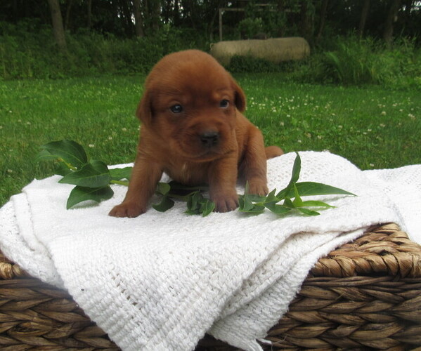 Medium Photo #1 Labrador Retriever Puppy For Sale in LOUDONVILLE, OH, USA