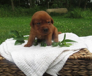 Labrador Retriever Puppy for sale in LOUDONVILLE, OH, USA