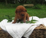 Image preview for Ad Listing. Nickname: Triumph