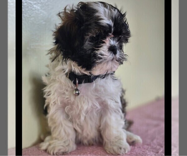 Medium Photo #1 Shih-Poo Puppy For Sale in REEDSBURG, WI, USA