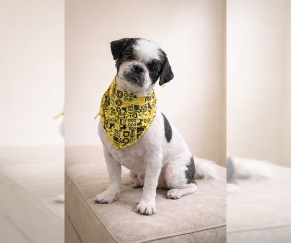 Medium Photo #2 Shih Tzu Puppy For Sale in Oakley, CA, USA