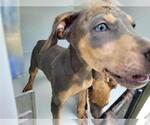 Small Miniature Pinscher Mix