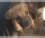 Small Photo #13 Great Dane Puppy For Sale in JOHNSTOWN, OH, USA