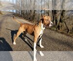 Small #4 Mountain Cur Mix