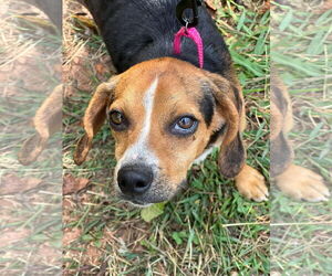 Beagle Dogs for adoption in Rustburg, VA, USA