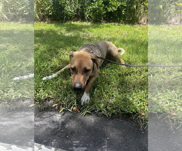 Medium Photo #3 German Shepherd Dog-Unknown Mix Puppy For Sale in Royal Palm Beach, FL, USA