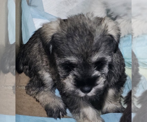 Medium Photo #4 Schnauzer (Miniature) Puppy For Sale in CHESAPEAKE, VA, USA