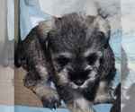 Small #3 Schnauzer (Miniature)