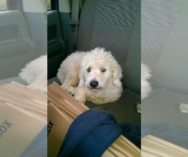 Medium Photo #4 Maltese-Unknown Mix Puppy For Sale in Dana Point, CA, USA