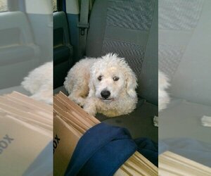 Chip - Male Maltese-Unknown Mix Dog for Adoption - Photo #4