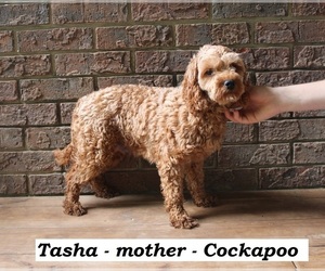 Mother of the Cockapoo (Miniature) puppies born on 06/17/2026