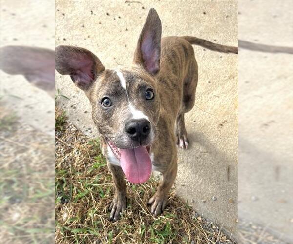 Medium Photo #1 Mutt Puppy For Sale in Augusta, GA, USA