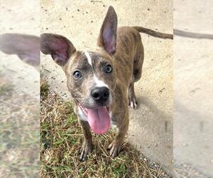 Mutt Dogs for adoption in Augusta, GA, USA