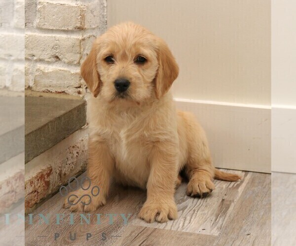 Medium Photo #4 Goldador Doodle Puppy For Sale in NARVON, PA, USA