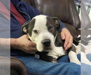 Paw Paw Walter - Male Mutt Dog for Adoption - Photo #23