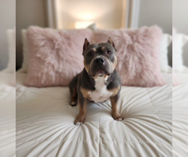 Medium Photo #3 Mutt Puppy For Sale in MIDWAY, UT, USA