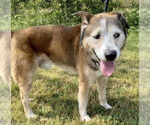 Patch - Male Siberian Husky-Unknown Mix Dog for Adoption - Photo #27
