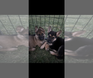 German Shepherd Dog Puppy for Sale in JACKSON, Michigan USA