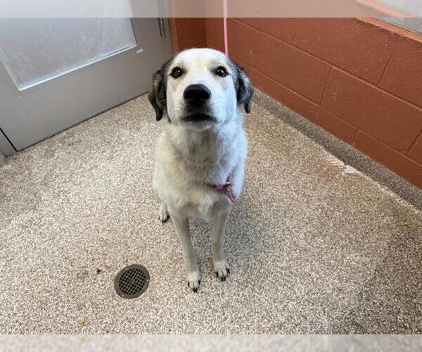 Medium Photo #1 Great Pyrenees-Unknown Mix Puppy For Sale in Pueblo, CO, USA