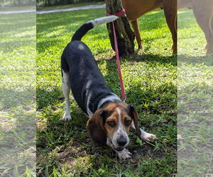 Beagle Dogs for adoption in Dunnellon, FL, USA