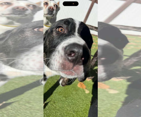 Medium Photo #5 Great Dane-Labrador Retriever Mix Puppy For Sale in MIDWAY, UT, USA