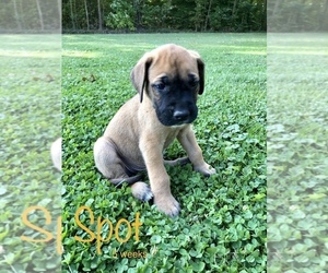 Daniff Puppy for sale in APPLE CREEK, OH, USA