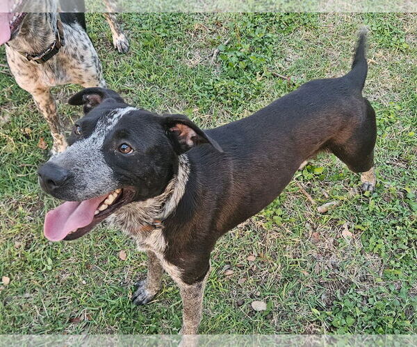 Medium Photo #3 Mutt Puppy For Sale in Aurora, CO, USA