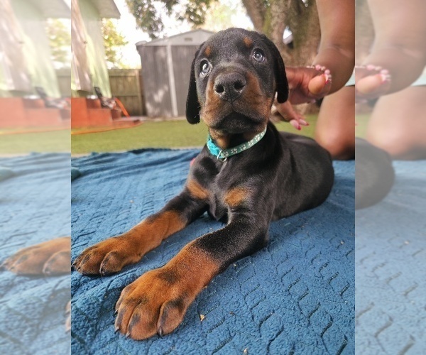 Medium Photo #8 Doberman Pinscher Puppy For Sale in MIAMI, FL, USA