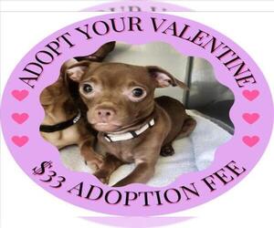 Chihuahua Dogs for adoption in Santa Cruz, CA, USA