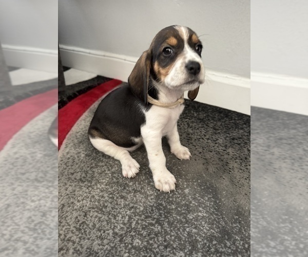 Medium Photo #6 Beagle Puppy For Sale in ORLANDO, FL, USA
