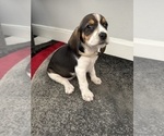 Small #5 Beagle