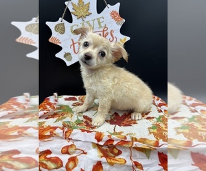 Chion Puppy for Sale in SAINT AUGUSTINE, Florida USA