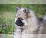 Small Photo #5 Keeshond Puppy For Sale in FAYETTEVILLE, TN, USA