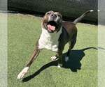 Small #13 Boxer Mix