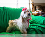 Puppy 1 Cocker Spaniel-Poodle (Miniature) Mix