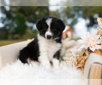 Small #1 Border Collie