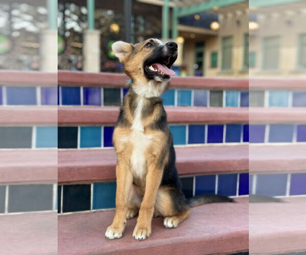 Medium Photo #10 Australian Shepherd-German Shepherd Dog Mix Puppy For Sale in PIPE CREEK, TX, USA