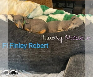 Emory Marie+ - Female Dachshund Dog for Adoption - Photo #12