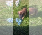 Small #1 Mastiff
